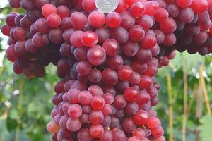 Посадка та правильний догляд за виноградом фото