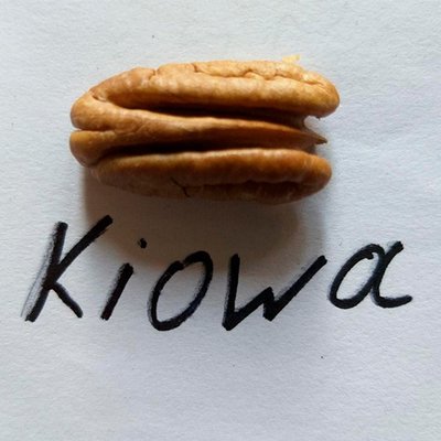 Пекан Киова (Kiowa) 488 фото