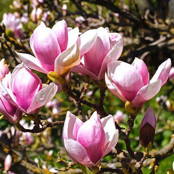 Магнолія Суланжа (Magnolia soulangeana) H 10&ndash;15 см, контейнер P9 1715 фото