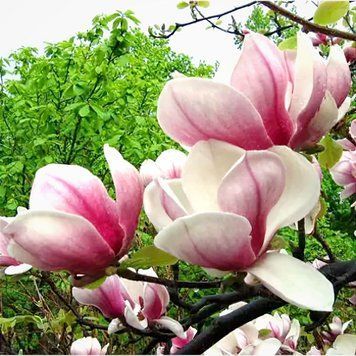 Магнолія Суланжа Ленней (Magnolia soulangeana Lennei) H 10&ndash;15 см, контейнер P9 090119 фото