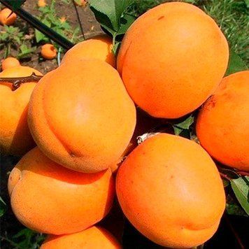 Саджанці абрикоса "Харгранд" 1 клас (140+ см) &mdash; великоплідний канадський сорт 1139 фото