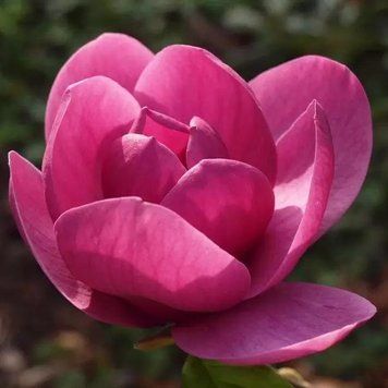 Магнолія Афродіта (Magnolia Aphrodite) H 10&ndash;15 см, контейнер P9 090118 фото