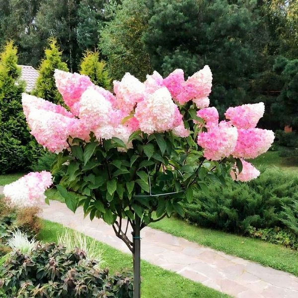Гортензія волотиста ‘Ваніла Фрайз’ на штамбі H 120 см+ / C5 073245-С5 фото Гортензія волотиста ‘Ваніла Фрайз’ на штамбі H 120 см+ / C5 073245-С5 фото