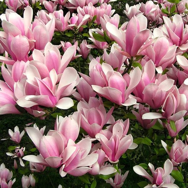Магнолия "Heaven Scent" / C5 / 120+ см 090000 фото