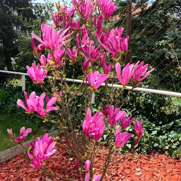 Магнолія Сьюзан (Magnolia Susan) H 120+ см, контейнер С5 090001 фото