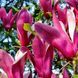 Магнолія Сьюзан (Magnolia Susan) H 120+ см, контейнер С5 090001 фото 1
