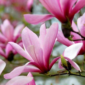 Магнолія Гелаксі (Magnolia Galaxy) H 120+ см, контейнер С5 090002 фото