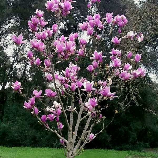 Магнолія Гелаксі (Magnolia Galaxy) H 120+ см, контейнер С5 090002 фото