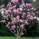 Магнолія Гелаксі (Magnolia Galaxy) H 120+ см, контейнер С5 090002 фото 2
