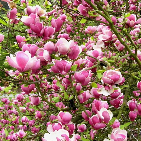 Магнолія Рустіка Рубра (Magnolia Rustica Rubra) H 120+ см, контейнер С5 09003 фото