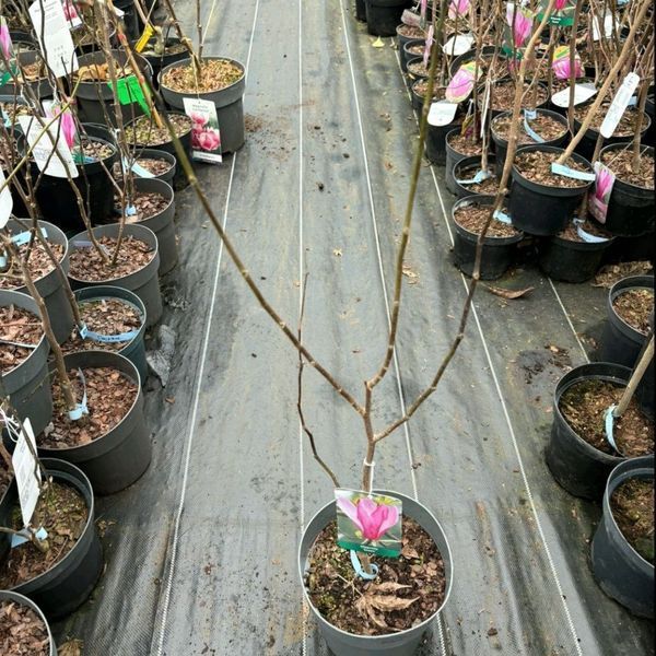 Магнолія Рустіка Рубра (Magnolia Rustica Rubra) H 120+ см, контейнер С5 09003 фото