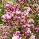 Магнолія Рустіка Рубра (Magnolia Rustica Rubra) H 120+ см, контейнер С5 09003 фото 2