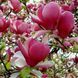 Магнолія Рустіка Рубра (Magnolia Rustica Rubra) H 120+ см, контейнер С5 09003 фото 1