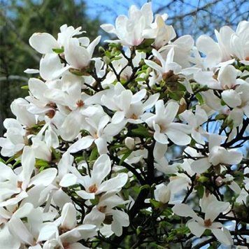 Магнолія Кобус (Magnolia kobus) H 120+ см, контейнер С5 090004 фото