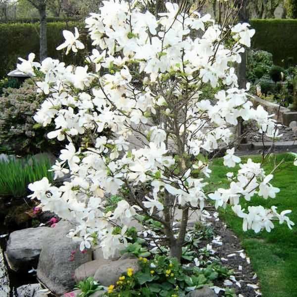 Магнолія Кобус (Magnolia kobus) H 120+ см, контейнер С5 090004 фото
