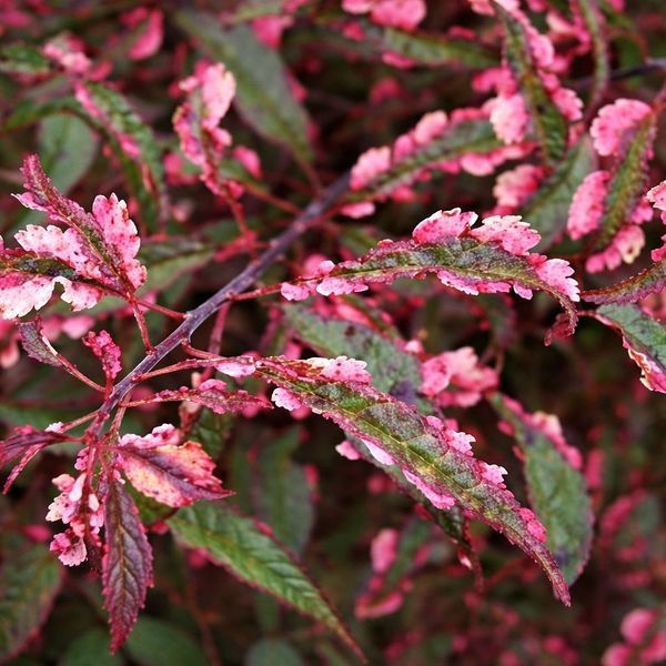 Слива червонолиста Хессея на штамбі (Prunus cerasifera Hessei) H 120+ см 1418 фото