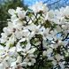 Магнолія Кобус (Magnolia kobus) H 120+ см, контейнер С5 090004 фото 1