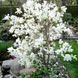 Магнолія Кобус (Magnolia kobus) H 120+ см, контейнер С5 090004 фото 2