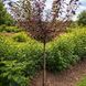 Слива червонолиста Хессея на штамбі (Prunus cerasifera Hessei) H 120+ см 1418 фото 1