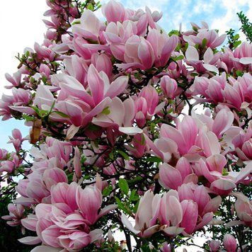 Магнолія Суланжа (Magnolia soulangeana) H 120+ см, контейнер С5 090005 фото