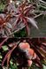 Супер карлик "Bonfire Patio" краснолистный колоновидний персик 1428 фото 3