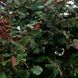 Червонолистний Фундук "Сирена" відводок 15810 фото 1