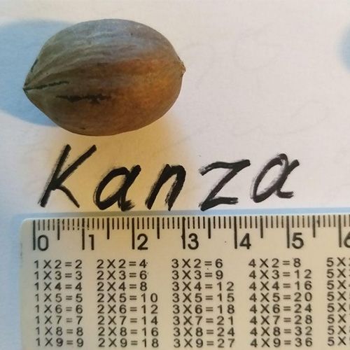 Пекан "Канза" ( Kanza) 3-х річний 497-2 фото