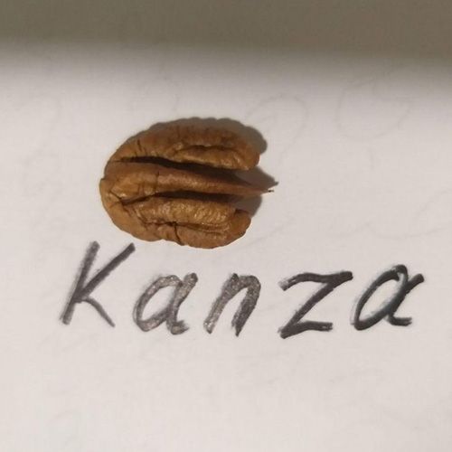 Пекан "Канза" (Kanza) 2-х річний 497-1 фото