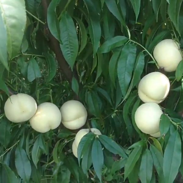 Персик "Айс Пич" (Іce Peach) Уникальный белый персик 973 фото