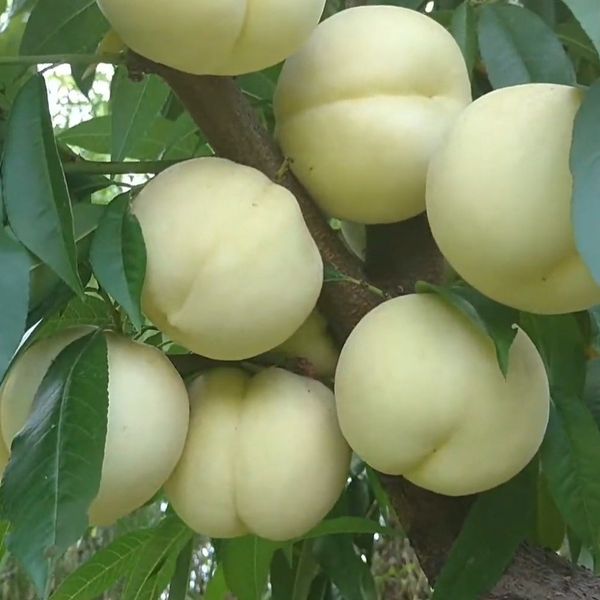 Персик "Айс Пич" (Іce Peach) Уникальный белый персик 973 фото