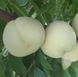 Персик "Айс Пич" (Іce Peach) Уникальный белый персик 2-летний 973-1 фото 4