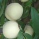 Персик "Айс Пич" (Іce Peach) Уникальный белый персик 973 фото 5