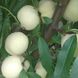 Персик "Айс Піч" (Іce Peach) Унікальний білий персик 973 фото 1