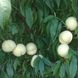 Персик "Айс Пич" (Іce Peach) Уникальный белый персик 2-летний 973-1 фото 7