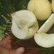 Персик "Айс Пич" (Іce Peach) Уникальный белый персик 2-летний 973-1 фото 3