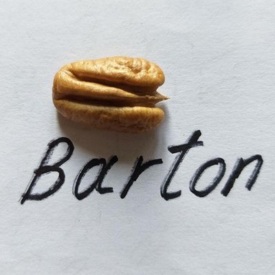 Пекан "Бартон" (Barton) 495 фото