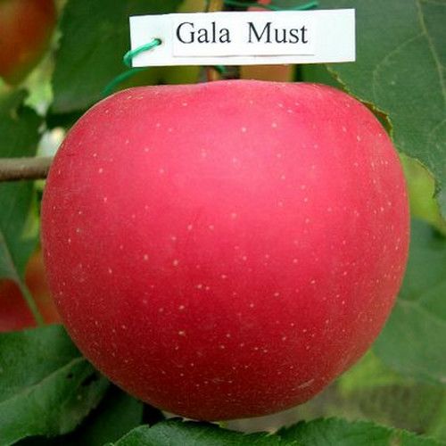Яблоня "Гала Маст" осенний сорт 2-х летняя 635-1 фото