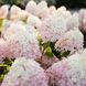 Гортензия метельчатая "Ливинг Роял Флавер" (Living Royal Flower) 072622 фото 2