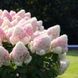 Гортензия метельчатая "Ливинг Роял Флавер" (Living Royal Flower) 072622 фото 1