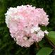 Гортензия метельчатая "Ливинг Роял Флавер" (Living Royal Flower) 072622 фото 4
