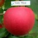 Яблоня "Гала Маст" осенний сорт 2-х летняя 635-1 фото 2