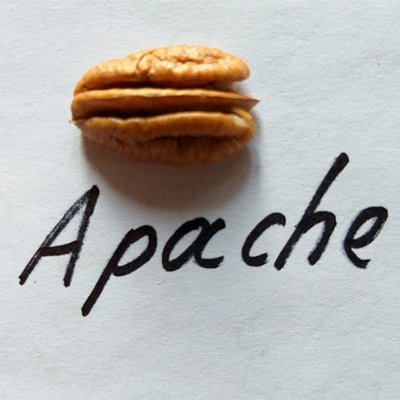 Пекан Апачи (Apache) 493 фото