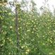 Яблуня "Голден Делішес" зимовий сорт 637 фото 3