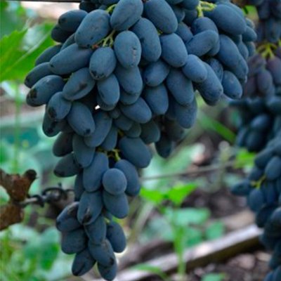 Виноград " Атос" 1247 фото