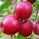 Яблуня "Моді"  імунний, зимовий сорт 2-х річна 618-1 фото 1
