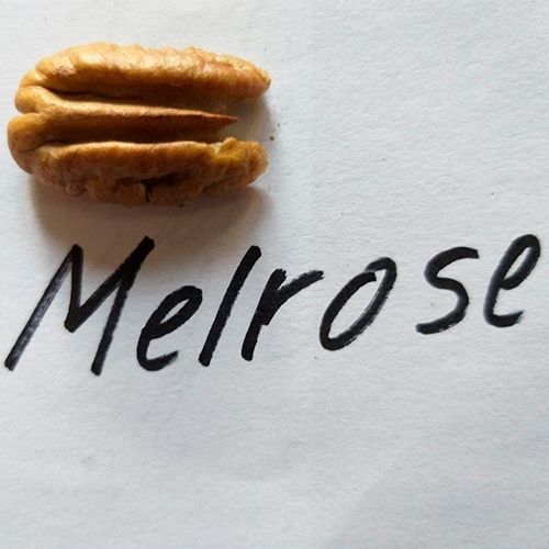 Пекан Мелроз (Melrose) 3-х річний 491-3 фото