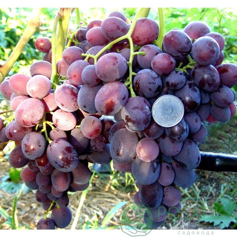 Сорт винограда Подарок Несветая: фото, отзывы, описание, характеристики.