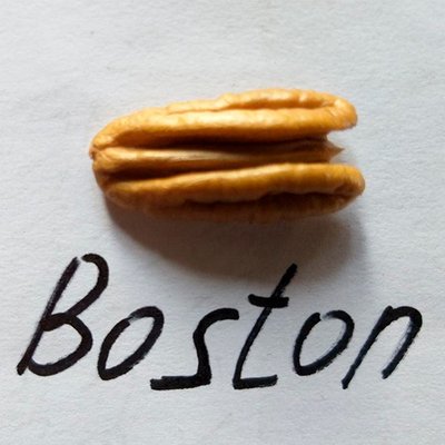 Пекан Бостон (Boston) 490 фото