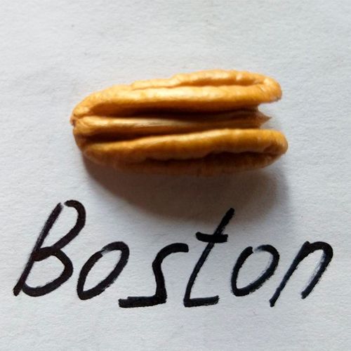 Пекан Бостон (Boston) 3-х летний 490-3 фото
