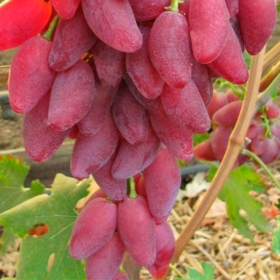 Виноград " Дубовський Рожевий" 1255 фото